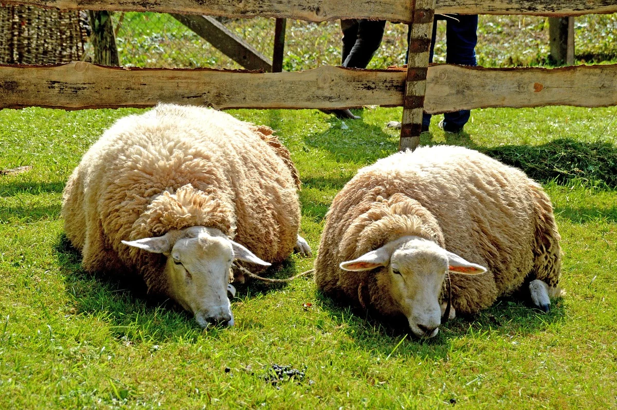 Schlaf und Rhythmus – die vergessene Säule