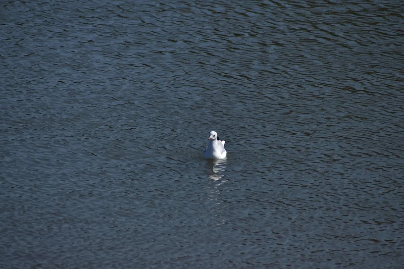 Hausmittel gegen akute Halsschmerzen bei Kindern richtig anwenden 2026