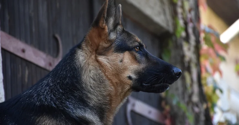 Was kann ich tun, wenn mein Hund reizüberflutet ist?